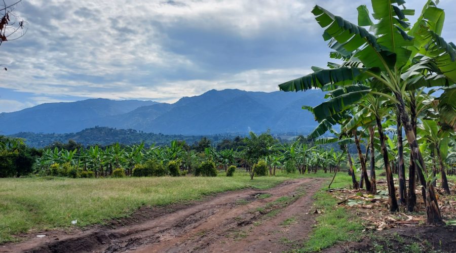 At the Foot of the Rwenzoris.