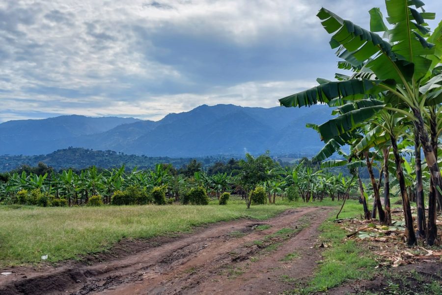 At the Foot of the Rwenzoris.